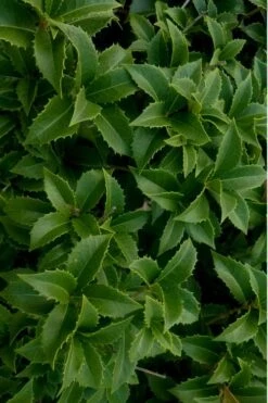 Wheeler's Cold Hardy Fragrant Tea Olive (Osmanthus) - 3 Gallon Pot 10 Wheeler's Cold Hardy Fragrant Tea Olive (Osmanthus) - 3 Gallon Pot -Green Haven Shop Osmanthus Carl Wheeler 15