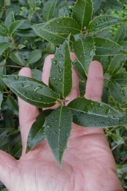 Wheeler's Cold Hardy Fragrant Tea Olive (Osmanthus) - 3 Gallon Pot 11 Wheeler's Cold Hardy Fragrant Tea Olive (Osmanthus) - 3 Gallon Pot -Green Haven Shop Osmanthus Carl Wheeler 6