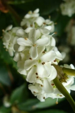 Wheeler's Cold Hardy Fragrant Tea Olive (Osmanthus) - 3 Gallon Pot 9 Wheeler's Cold Hardy Fragrant Tea Olive (Osmanthus) - 3 Gallon Pot -Green Haven Shop Osmanthus Carl Wheeler 9