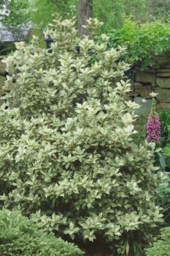 Goshiki Osmanthus (Variegated False Holly) - 1 Gallon Pot -Green Haven Shop Osmanthus Goshiki 20 2