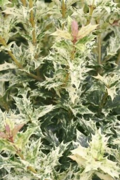 Goshiki Osmanthus (Variegated False Holly) - 1 Gallon Pot -Green Haven Shop Osmanthus Goshiki 21 2