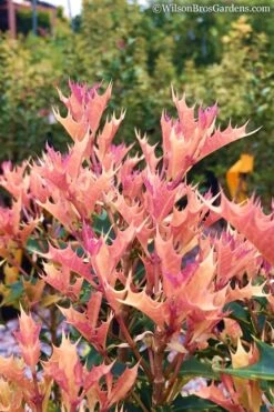 Party Lights Pink Flush Tea Olive - Osmanthus Heterophyllus - 3 Gallon Pot 9 Party Lights Pink Flush Tea Olive - Osmanthus Heterophyllus - 3 Gallon Pot -Green Haven Shop Osmanthus Party Lights 11 1