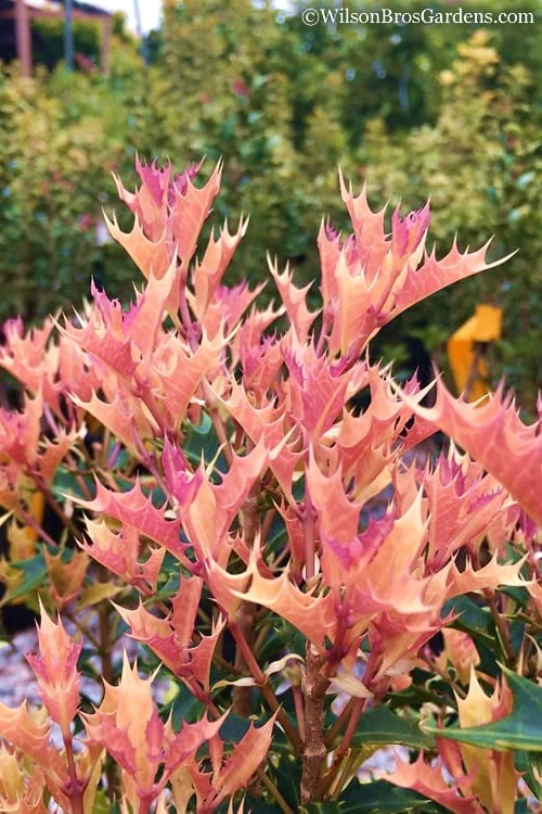 Party Lights Pink Flush Tea Olive - Osmanthus Heterophyllus - 3 Gallon Pot 5 Party Lights Pink Flush Tea Olive - Osmanthus Heterophyllus - 3 Gallon Pot - Image 5