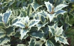 Fragrant Variegated Tea Olive - Osmanthus Heterophyllus 'Variegatus' - 3 Gallon Pot -Green Haven Shop Osmanthus Variegated False Holly Leaves