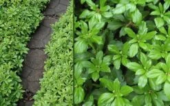 Green Carpet Pachysandra - Japanese Spurge - 18 Count Flat Of Pint Pots -Green Haven Shop Pachysandra Green Carpet