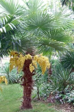 Windmill Cold Hardy Palm Tree - 2 Gallon Pot 14 Windmill Cold Hardy Palm Tree - 2 Gallon Pot -Green Haven Shop Palm Windmill 500x750 2