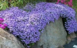 Emerald Cushion Blue Creeping Phlox - 6 Pack Of 1 Gallon Pots -Green Haven Shop Phlox Emerald Blue 11