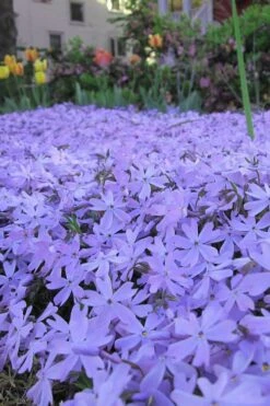 Emerald Cushion Blue Creeping Phlox - 6 Pack Of 1 Gallon Pots -Green Haven Shop Phlox Emerald Blue 13