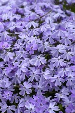 Emerald Cushion Blue Creeping Phlox - 1 Gallon Pot -Green Haven Shop Phlox Emerald Blue 14 1