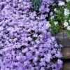 Emerald Cushion Blue Creeping Phlox - 6 Pack Of 1 Gallon Pots