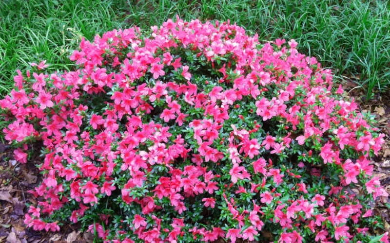 Chinzan Dwarf Azalea - 3 Gallon Pot 4 Chinzan Dwarf Azalea - 3 Gallon Pot - Image 4
