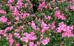 Chinzan Dwarf Azalea - 3 Gallon Pot 13 Chinzan Dwarf Azalea - 3 Gallon Pot -Green Haven Shop Picture Azalea Chinzan