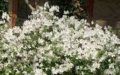 Mrs. G.G. Gerbing White Southern Indica Azalea - 1 Gallon Pot 10 Mrs. G.G. Gerbing White Southern Indica Azalea - 1 Gallon Pot -Green Haven Shop Picture Azlea GG Gerbing 1