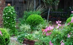 Baby Gem Boxwood - 1 Gallon Pot -Green Haven Shop Picture Boxwood Baby Gem Specimen 1