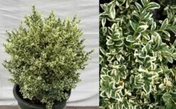 Dwarf Variegated Boxwood - 3 Gallon Pot 10 Dwarf Variegated Boxwood - 3 Gallon Pot -Green Haven Shop Picture Boxwood Dwarf Variegated 4