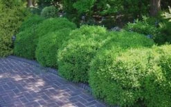 Franklins Gem Dwarf Boxwood - 1 Gallon Pot -Green Haven Shop Picture Boxwood Franklins Gem 2