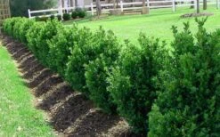 Green Mountain Boxwood - 2.5 Quart Pot -Green Haven Shop Picture Boxwood Green Mountain Hedge 1
