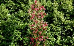 October Magic Rose Camellia - 3 Gallon Pot 9 October Magic Rose Camellia - 3 Gallon Pot -Green Haven Shop Picture Camellia October Magic Rose Column