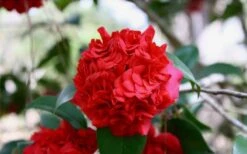 Professor Sargent Camellia Japonica - 7 Gallon Pot (3-4') -Green Haven Shop Picture Camellia Professor Sargent Closeup 2