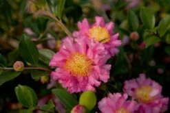 October Magic Carpet Dwarf Camellia - 2.5 Quart Pot -Green Haven Shop Picture Camellia Sasanqua October Magic Carpet