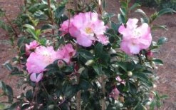 October Magic Orchid Camellia - 2 Gallon Pot 9 October Magic Orchid Camellia - 2 Gallon Pot -Green Haven Shop Picture CamelliaOrchidOctoberMajic 2