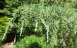 Deodar Cedar Tree - 6 Pack Of 1 Gallon Pots -Green Haven Shop Picture Cedar Deodara 2