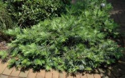 Creeping Japanese Plum Yew (Cephalotaxus Harringtonia 'Prostrata') - 1 Gallon Pot 13 Creeping Japanese Plum Yew (Cephalotaxus Harringtonia 'Prostrata') - 1 Gallon Pot -Green Haven Shop Picture Creeping Yew