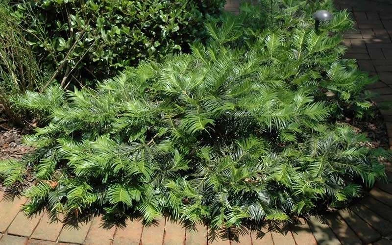 Creeping Japanese Plum Yew (Cephalotaxus Harringtonia 'Prostrata') - 1 Gallon Pot 6 Creeping Japanese Plum Yew (Cephalotaxus Harringtonia 'Prostrata') - 1 Gallon Pot - Image 6