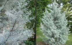 Silver Smoke Arizona Cypress - 6 Pack Of 1 Gallon Pots -Green Haven Shop Picture Cypress Silver Smoke 2