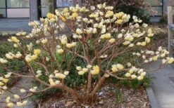 Edgeworthia Chrysantha Paper Bush - 7 Gallon Pot -Green Haven Shop Picture Edgeworthia Paper Bush 3