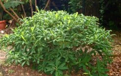 Edgeworthia Chrysantha Paper Bush - 7 Gallon Pot -Green Haven Shop Picture Edgeworthia Shrub