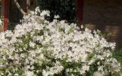 Autumn Ivory Encore Azalea - 1 Gallon Pot -Green Haven Shop Picture Encore Azalea Ivory 3