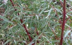 Angus Cold Hardy Eucalyptus Tree (Eucalyptus Nicholii) - 1 Gallon Pot -Green Haven Shop Picture Eucalyptus Tree Anugus Willow Leaf Peppermint 2