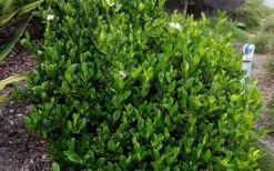 August Beauty Gardenia - 2.5 Quart Pot -Green Haven Shop Picture Gardenia August Beauty 3