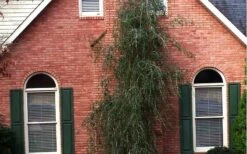 Weeping Yaupon Holly (Ilex Vomitoria 'Pendula') - 7 Gallon Pot (7-8') -Green Haven Shop Picture Holly Weeping Yaupon 1