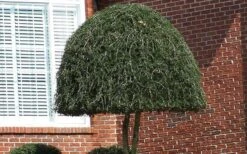 Weeping Yaupon Holly (Ilex Vomitoria 'Pendula') - 7 Gallon Pot (3-4') -Green Haven Shop Picture Holly Weeping Yaupon 2