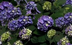 Bloomstruck Endless Summer Hydrangea - 2 Gallon Pot -Green Haven Shop Picture Hydrangea Bloomstruck
