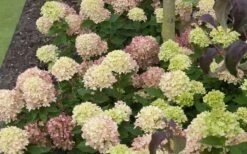 Little Lime Hydrangea - 3 Pack Of Quart Pots 12 Little Lime Hydrangea - 3 Pack Of Quart Pots -Green Haven Shop Picture Hydrangea Little Lime 2 2