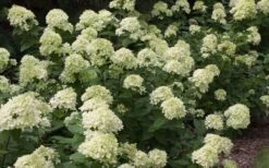 Little Lime Hydrangea - 2 Gallon Pot -Green Haven Shop Picture Hydrangea Little Lime 3 1