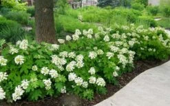 Pee Wee Dwarf Oakleaf Hydrangea - 3 Gallon Pot -Green Haven Shop Picture Hydrangea Oakleaf Pee Wee Border 1