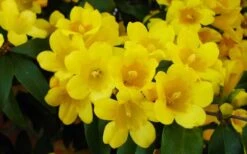 Butterscotch Yellow Jasmine (Jessamine) Gelsemium Sempervirens - 3 Gallon Pot -Green Haven Shop Picture Jasmine Butterscotch 2 1