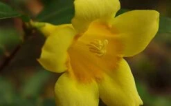 Butterscotch Yellow Jasmine (Jessamine) Gelsemium Sempervirens - 3 Gallon Pot -Green Haven Shop Picture Jasmine Butterscotch 4 1