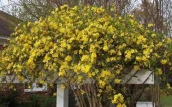 Butterscotch Yellow Jasmine (Jessamine) Gelsemium Sempervirens - 3 Gallon Pot -Green Haven Shop Picture Jasmine Butterscotch Jessamine 3 1