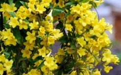 Carolina Yellow Jasmine - Jessamine (Gelsium Sempervirens) - 6 Pack Of 1 Gallon Pots -Green Haven Shop Picture Jasmine Carolina 6