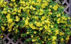 Carolina Yellow Jasmine - Jessamine (Gelsium Sempervirens) - 6 Pack Of 1 Gallon Pots -Green Haven Shop Picture Jasmine Carolina 7