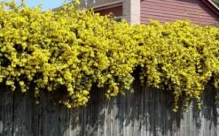 Carolina Yellow Jasmine - Jessamine (Gelsium Sempervirens) - 6 Pack Of 1 Gallon Pots -Green Haven Shop Picture Jasmine Carolina On Fence