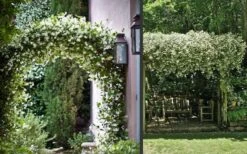 Madison Confederate Jasmine - 6 Pack Of 1 Gallon Pots 12 Madison Confederate Jasmine - 6 Pack Of 1 Gallon Pots -Green Haven Shop Picture Jasmine Madison 3 2