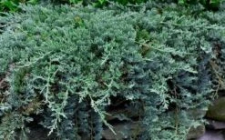 Blue Rug Juniper - 3 Gallon Pot 10 Blue Rug Juniper - 3 Gallon Pot -Green Haven Shop Picture Juniper Blue Rug 1