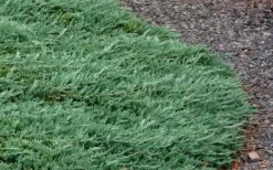Blue Rug Juniper - 3 Gallon Pot 13 Blue Rug Juniper - 3 Gallon Pot -Green Haven Shop Picture Juniper Blue Rug 3 1