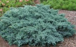 Blue Star Juniper - 6-Pack Of 1 Gallon Pots -Green Haven Shop Picture Juniper Blue Star